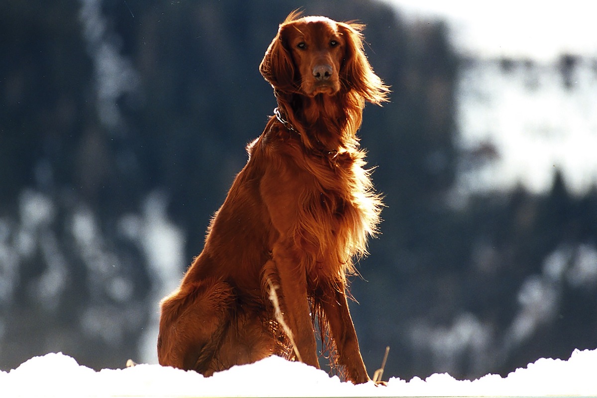 Setter Irlandés