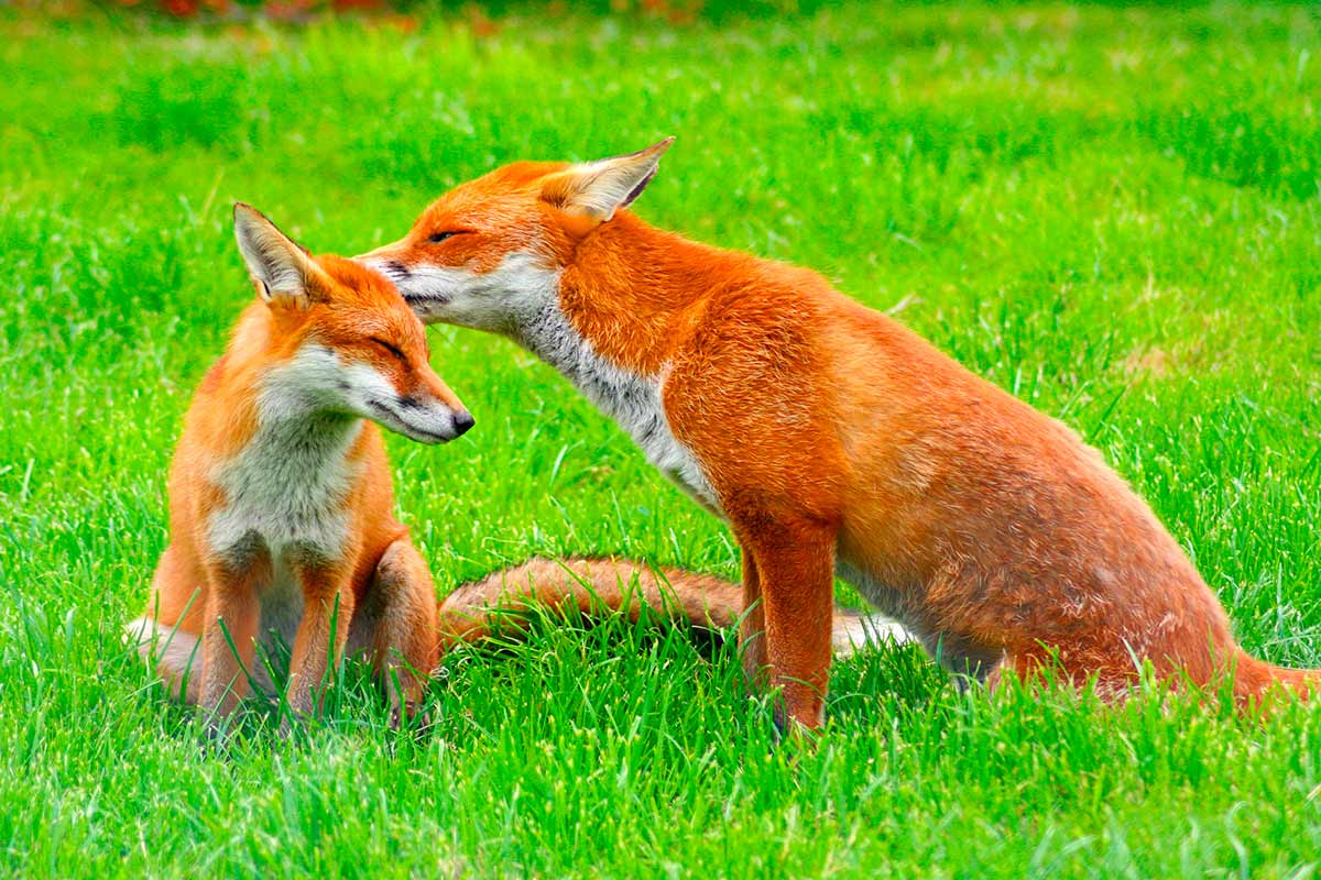 Elige un animal y te revelaremos qué te apasiona en la vida