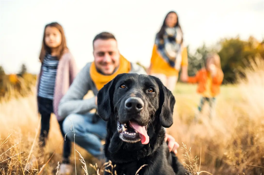 Discover how a pet can improve your life and its benefits